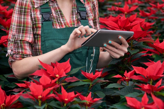 A person with a tablet surrounded  by poinsettias 